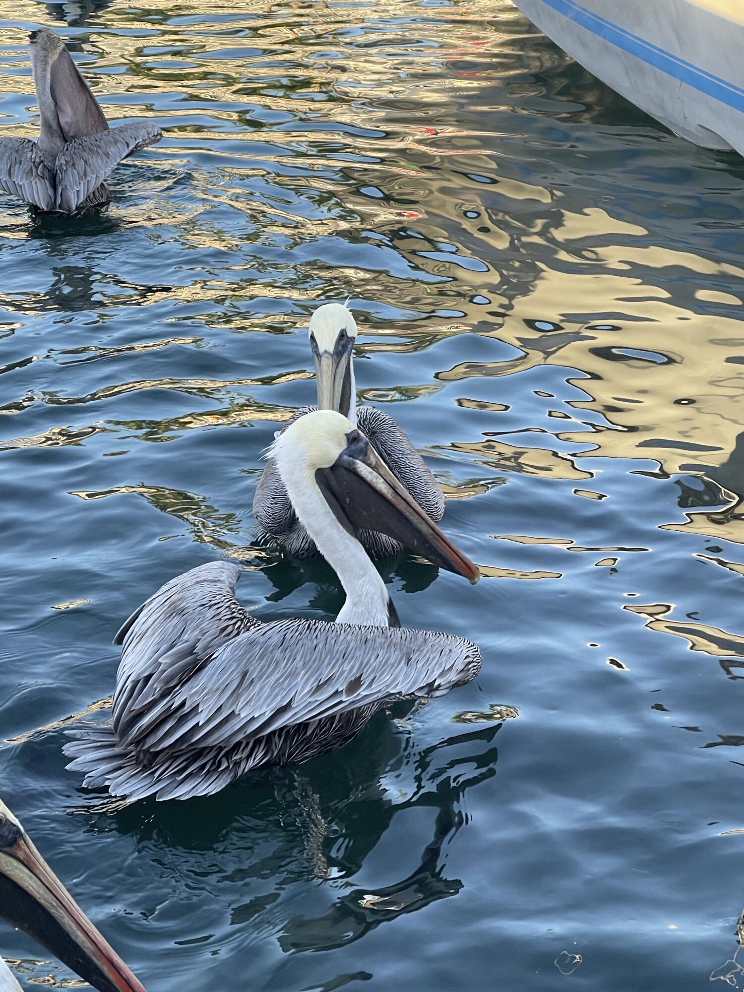 5950 Peninsular Avenue Unit: 668