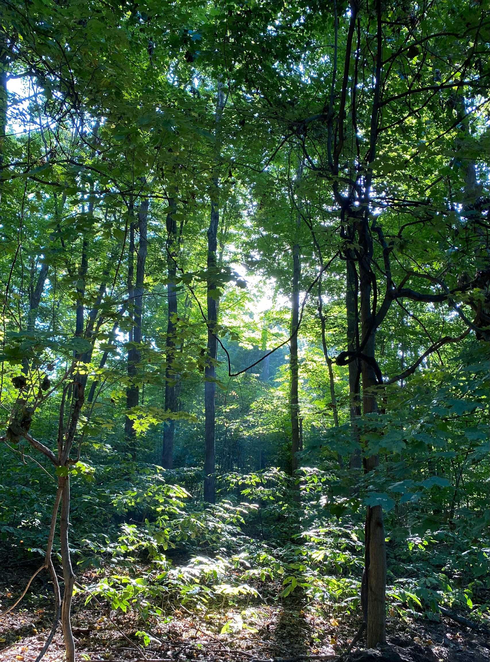 6958 N Kalorama Road