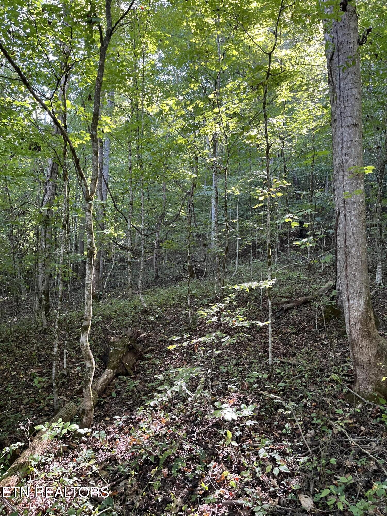 Paint Rock Buffalo Creek Rd