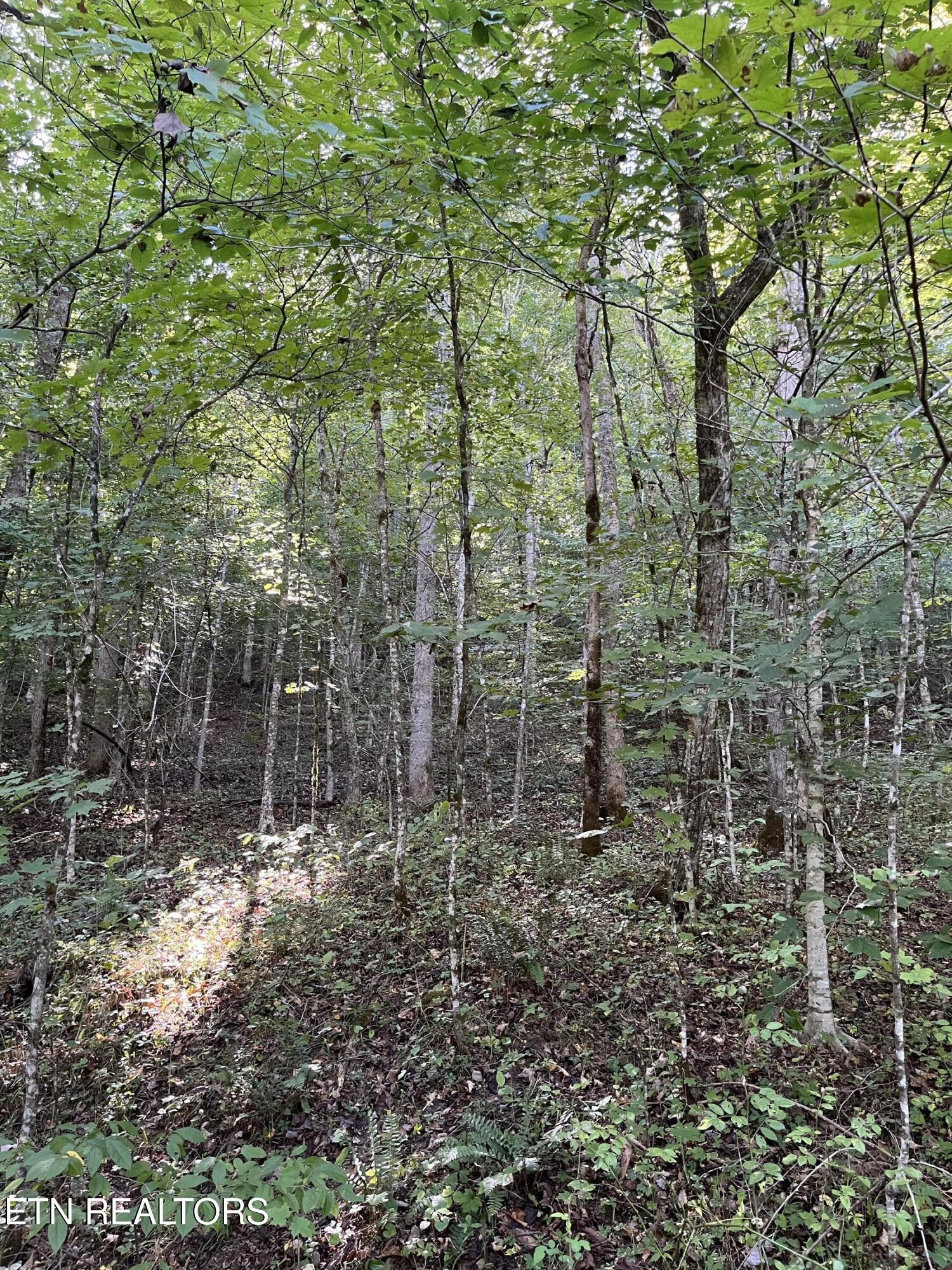 Paint Rock Buffalo Creek Rd