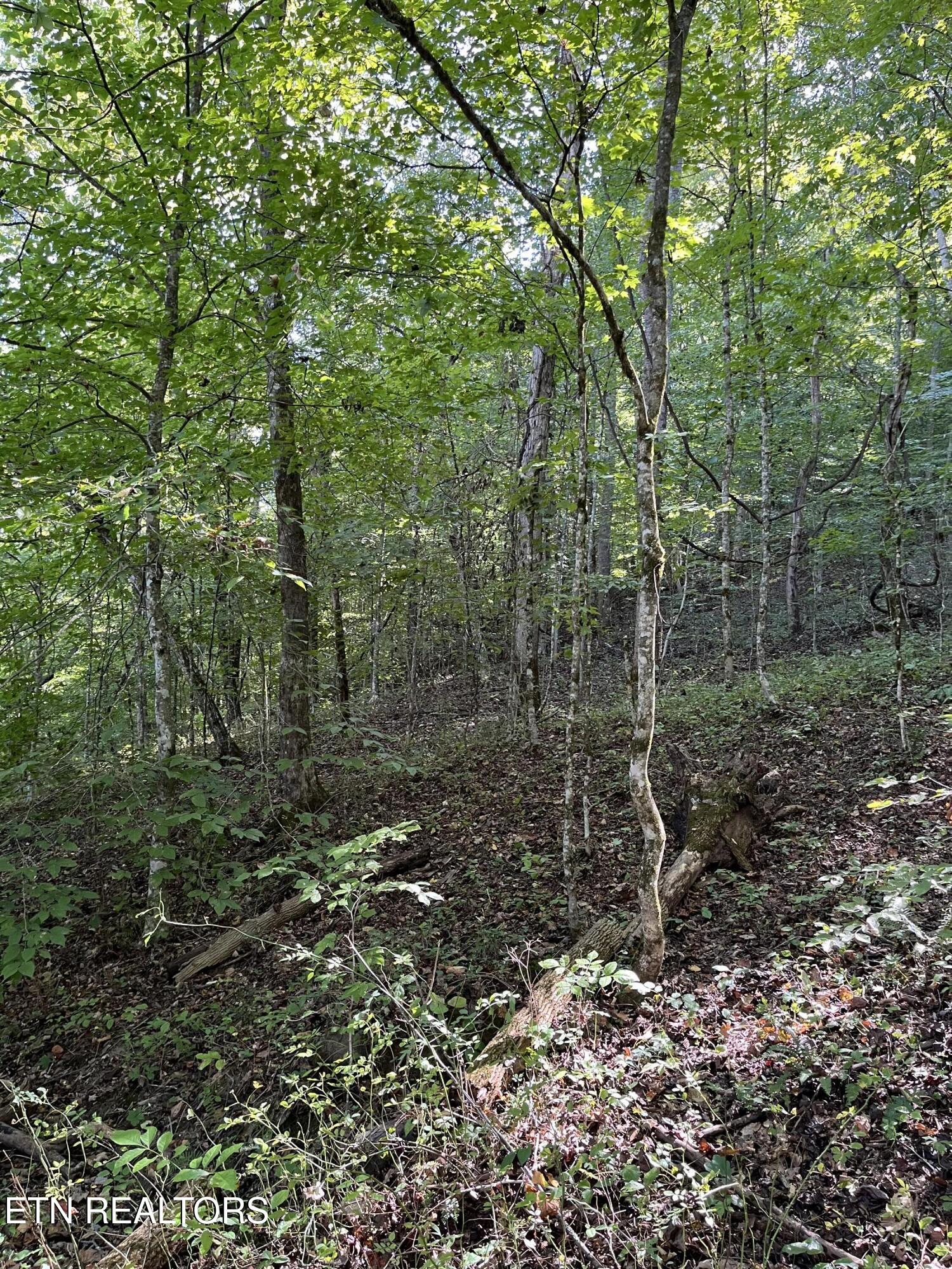 Paint Rock Buffalo Creek Rd