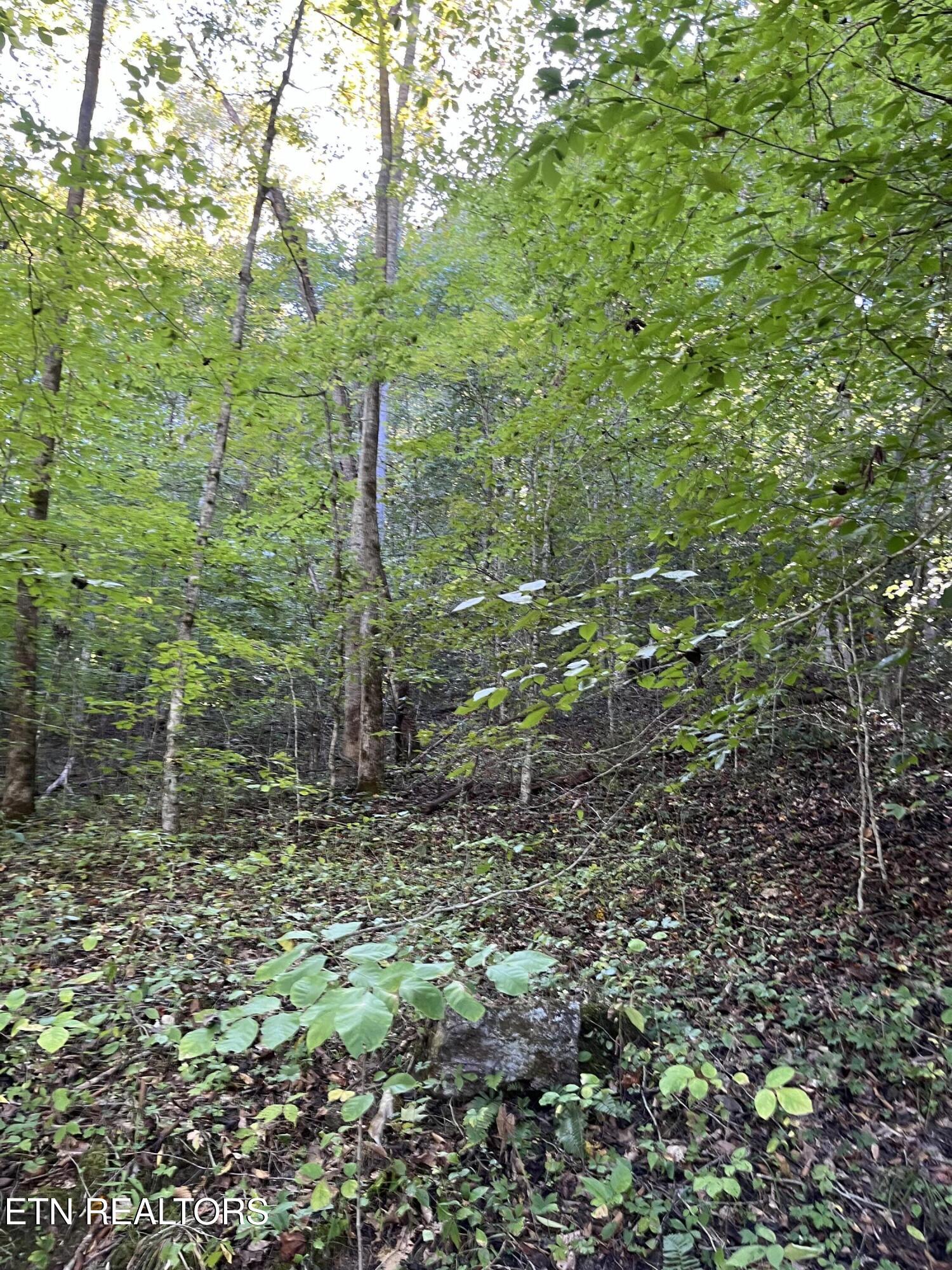 Paint Rock Buffalo Creek Rd