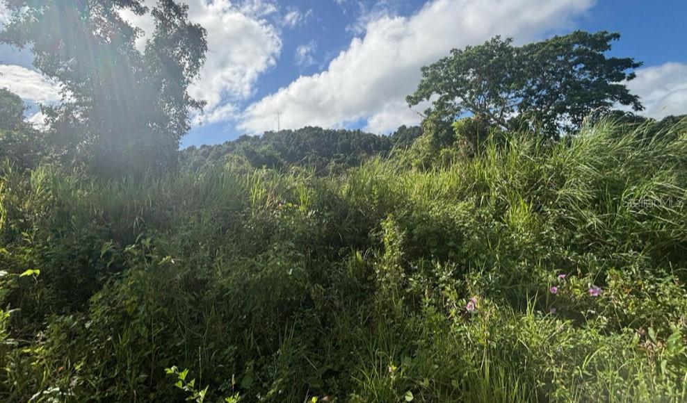 945 BARRIO MASAS WARD