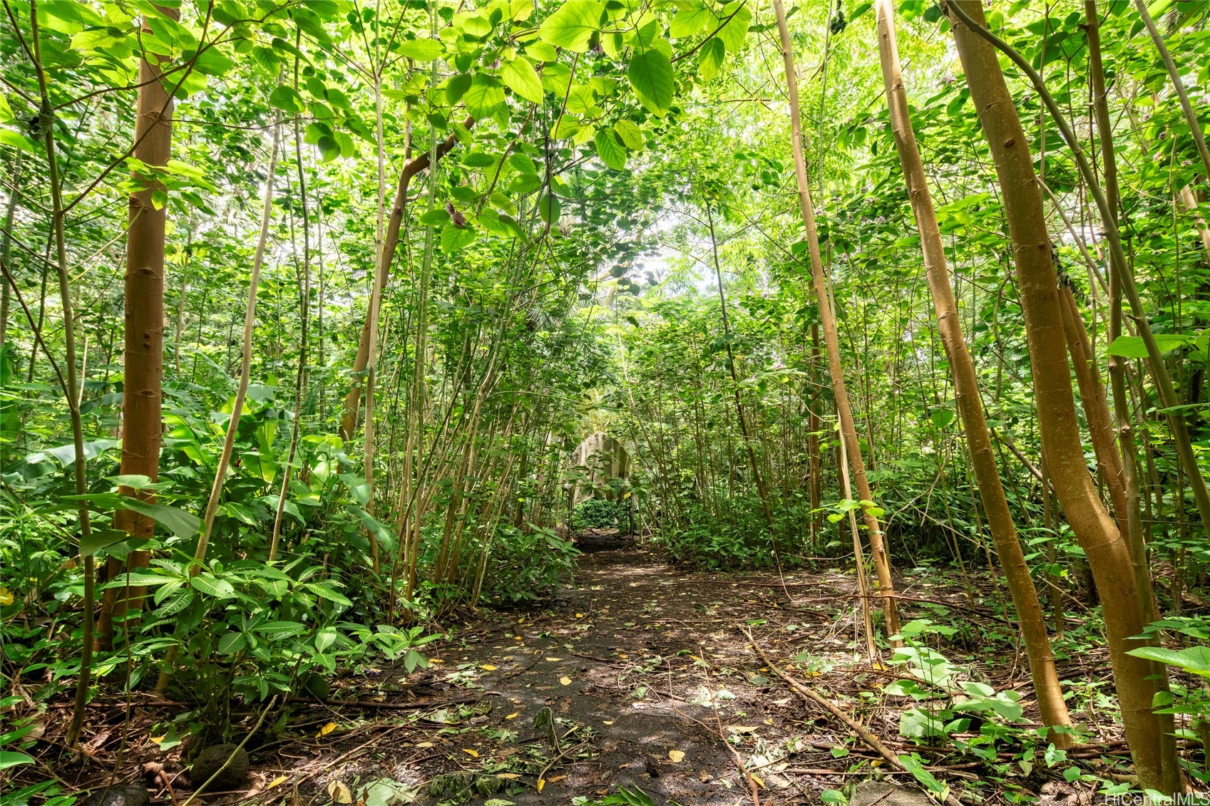 3737 Manoa Road