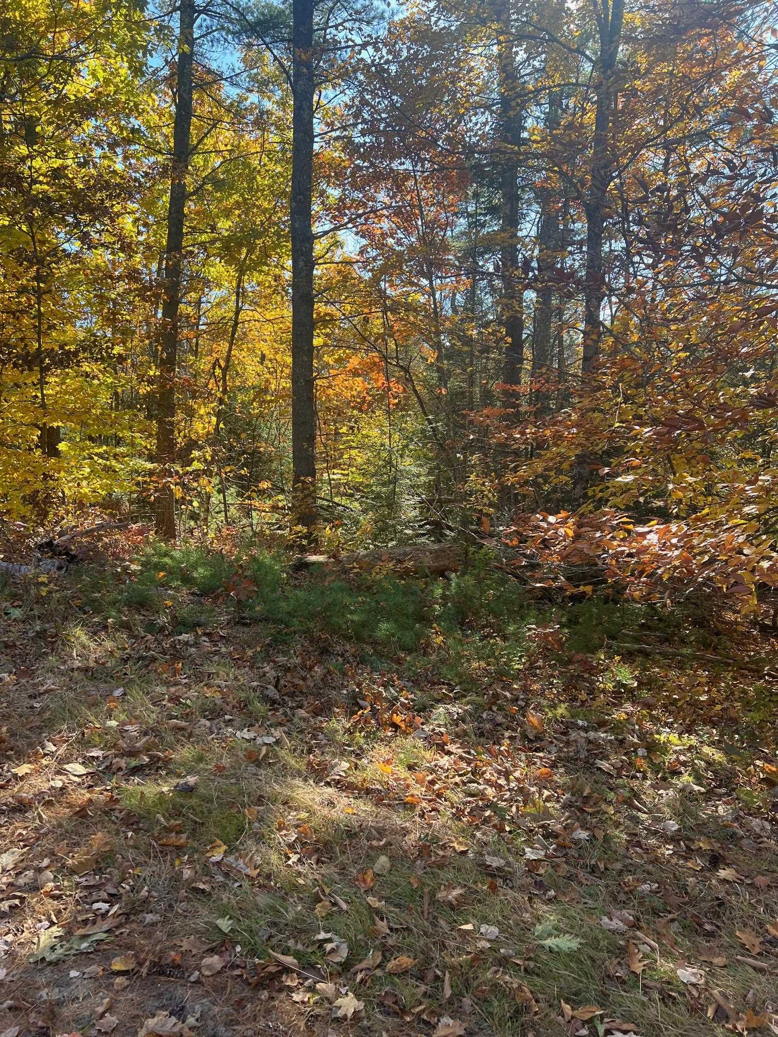 Lot#1 Shaker Jerry Road