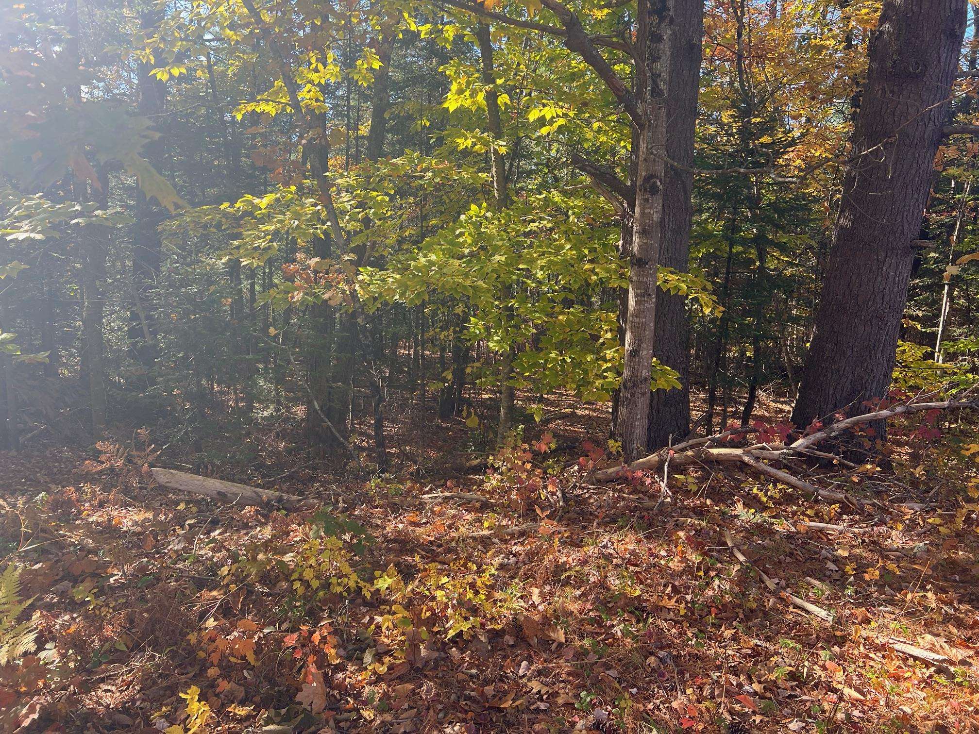Lot#1 Shaker Jerry Road