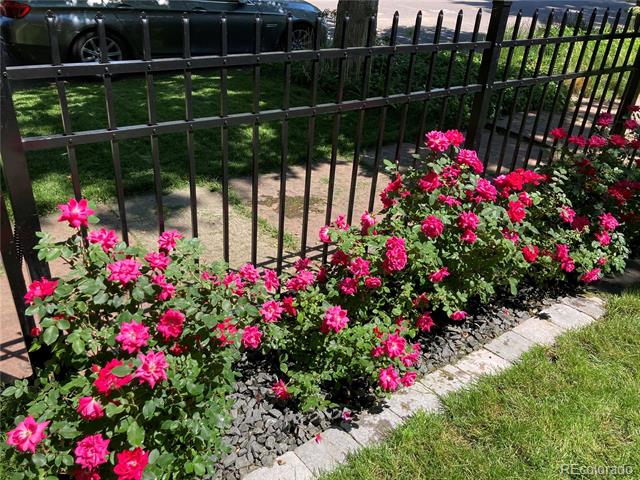 Pink flowering shrubs line a dark stone garden bed beside a black metal fence.