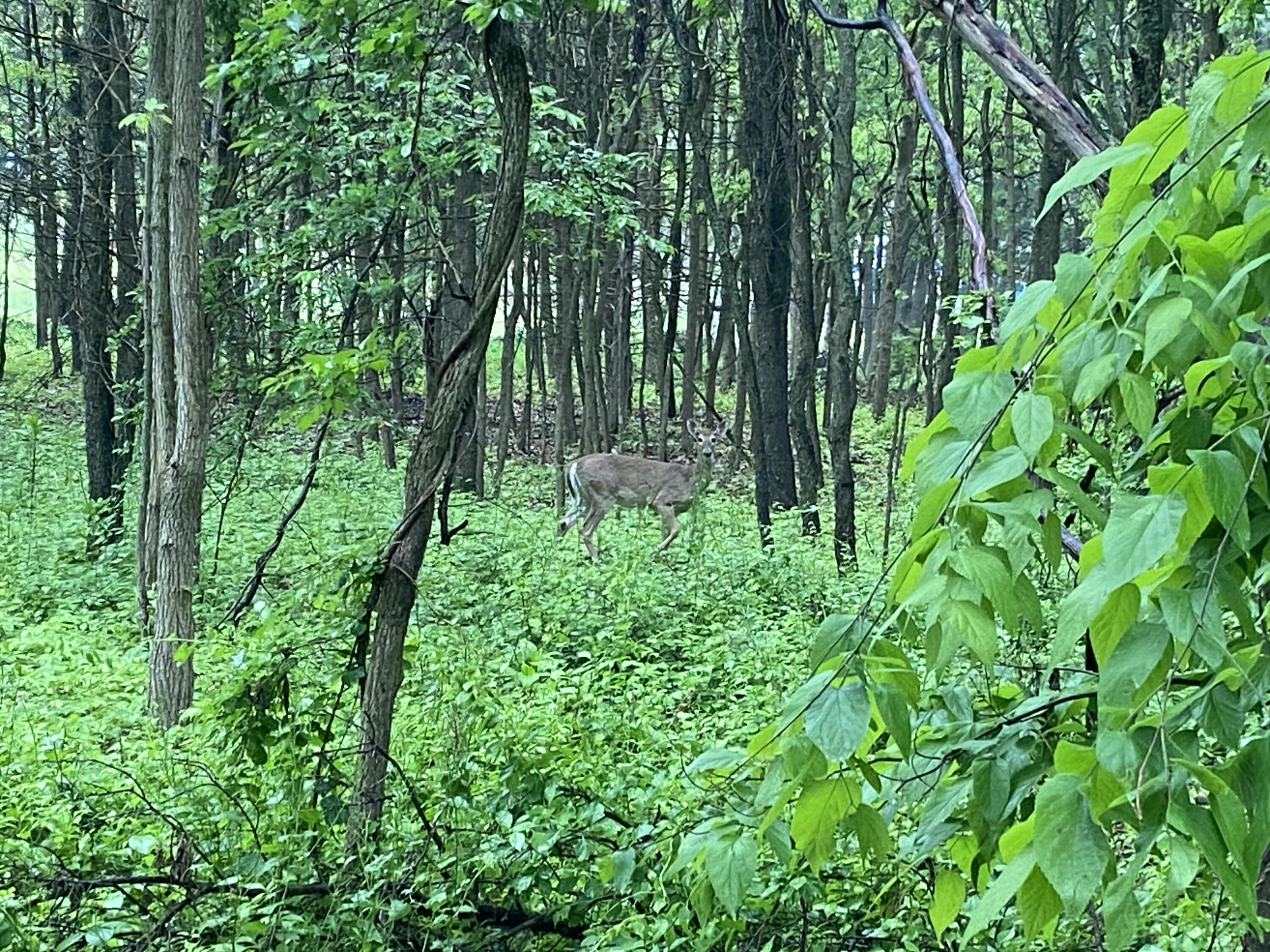 439 West Crooked Lake Drive