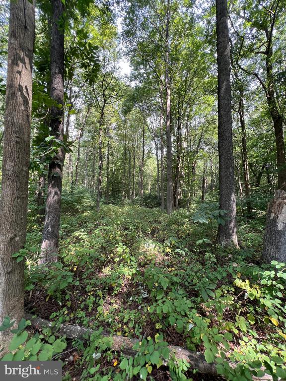 BLOOMINGDALE ROAD