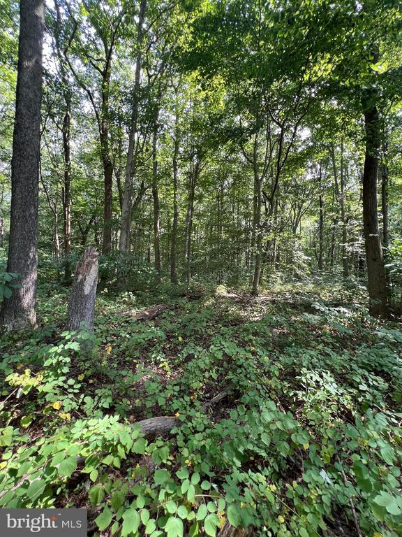 BLOOMINGDALE ROAD