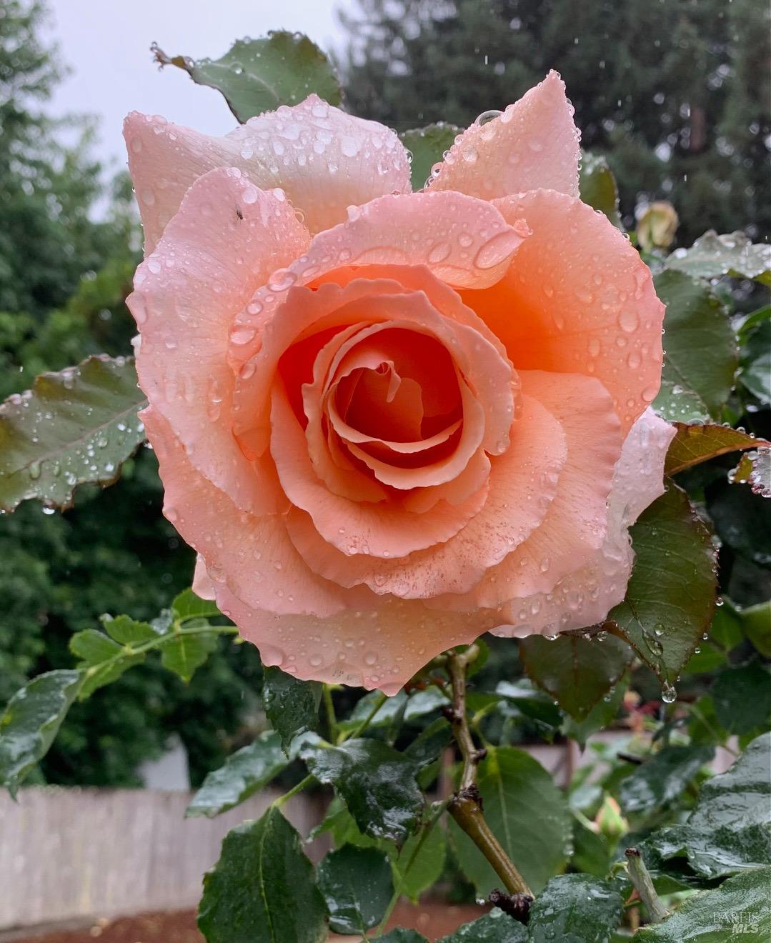 608 Terra Linda Court