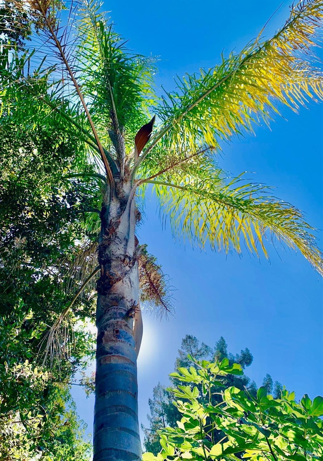 608 Terra Linda Court