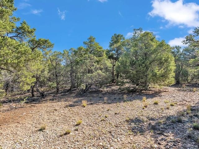 Wooded vacant lot with scattered trees and dry, rocky ground.