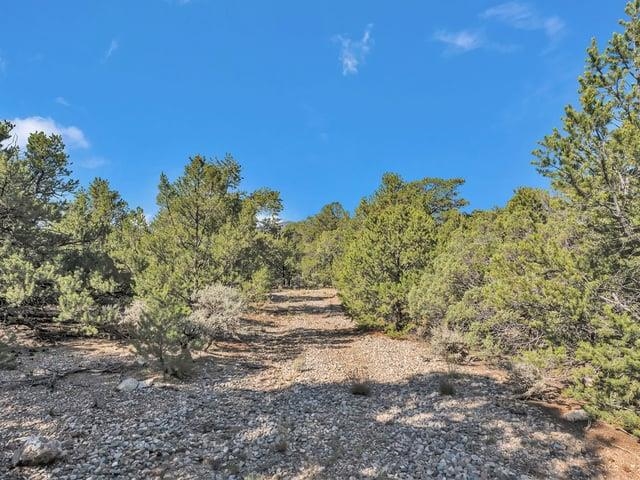 Rocky vacant lot with pine trees and brush around an open clearing.