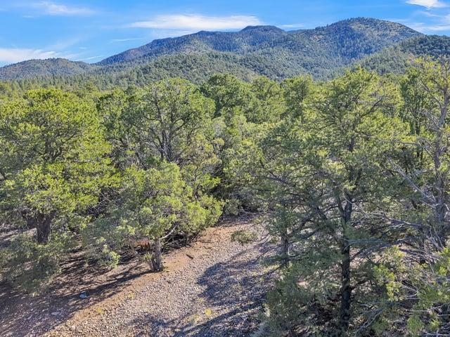 Wooded lot with a gravel track winding through evergreen trees and forested mountains beyond.