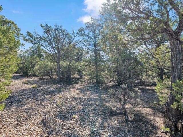 Wooded vacant lot with rocky ground, scattered shrubs, and mature trees.