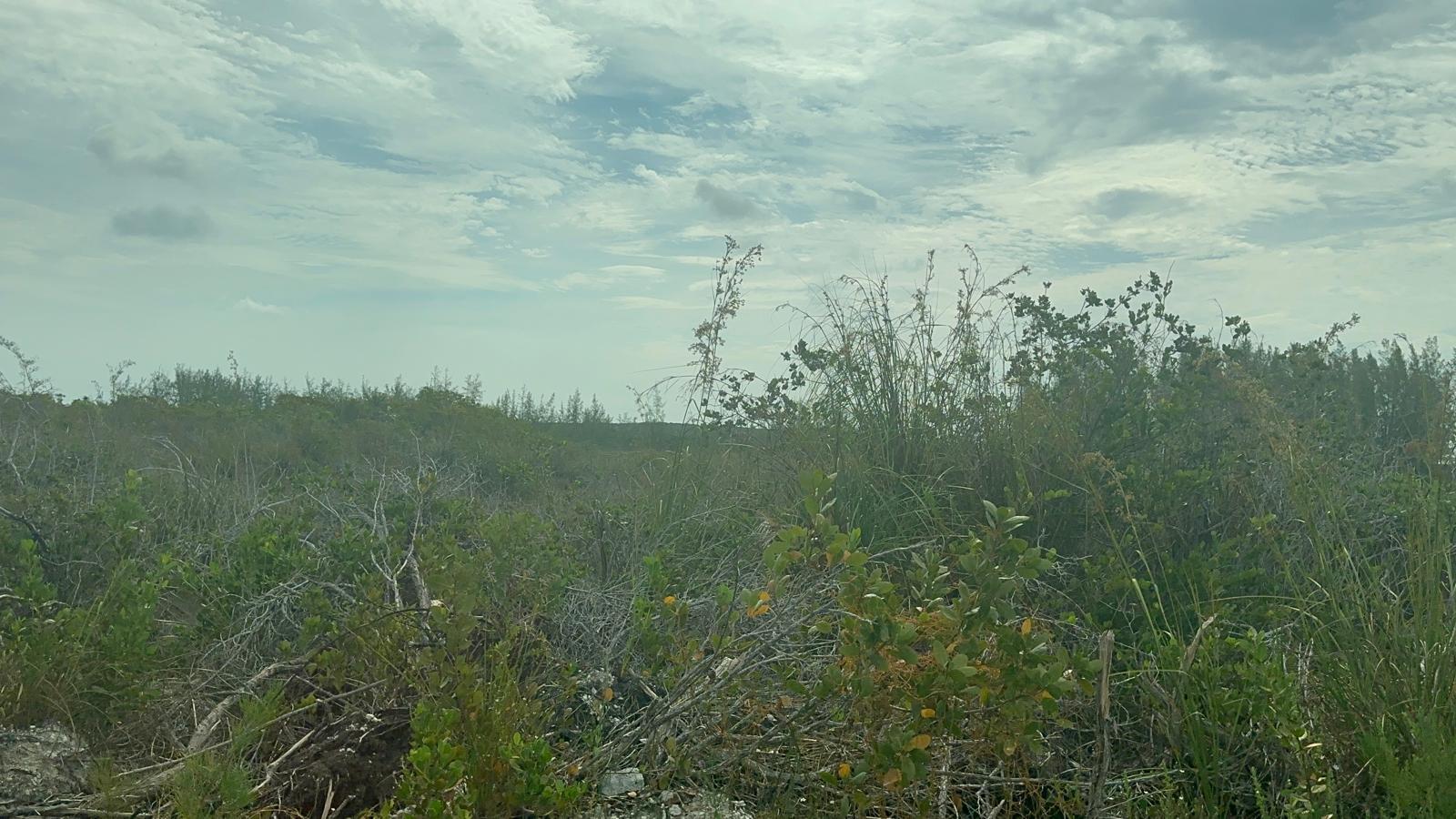 2 BULLARD'S TARPUM BAY