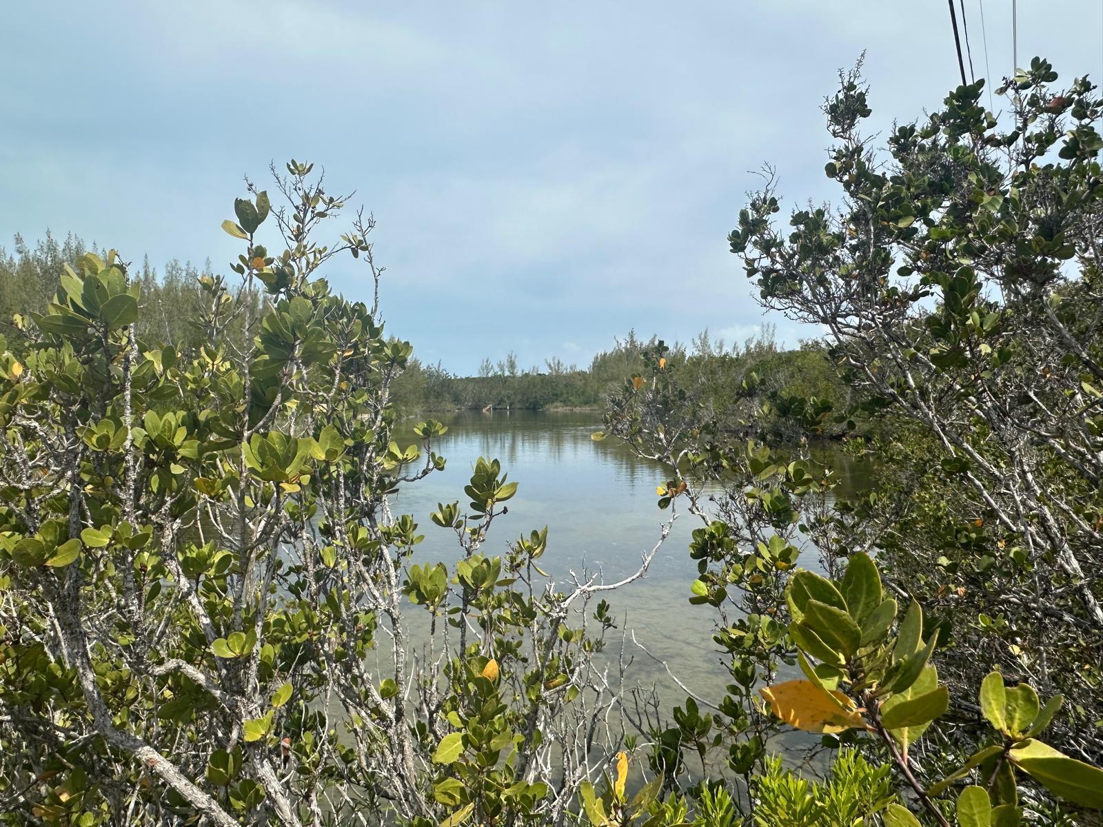 4 LIL BLUFF SAVANNAH SOUN