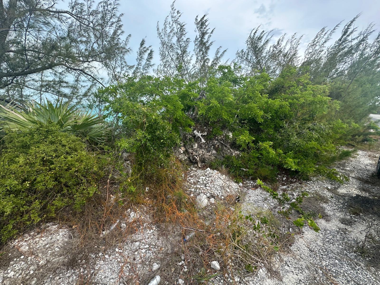 4 LIL BLUFF SAVANNAH SOUN