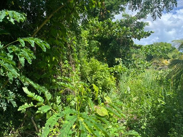 Overgrown tropical property lot with dense trees, shrubs, and palms.