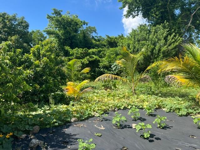 Vacant tropical lot with dense greenery, young palms, and black landscaping fabric in the foreground.
