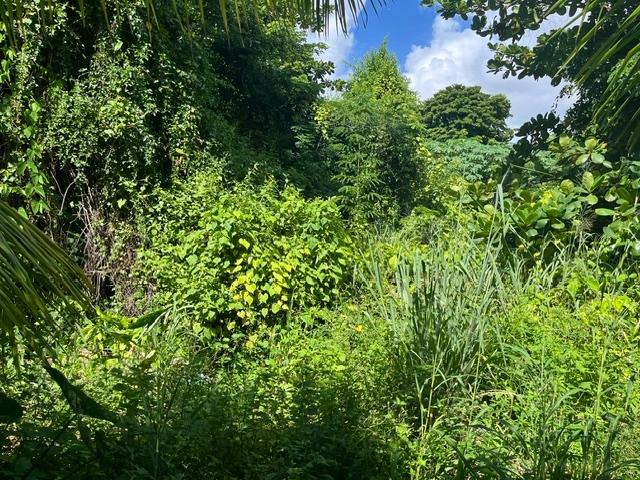 Overgrown tropical lot with dense shrubs, tall grasses, and mature trees.