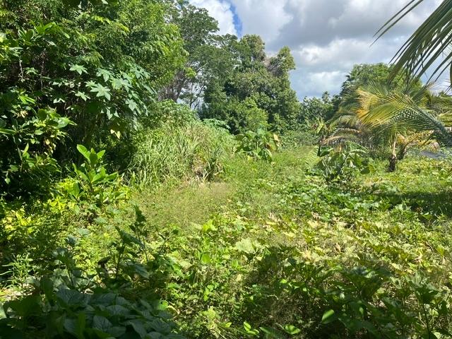 Overgrown vacant land with a small clearing and a palm tree.