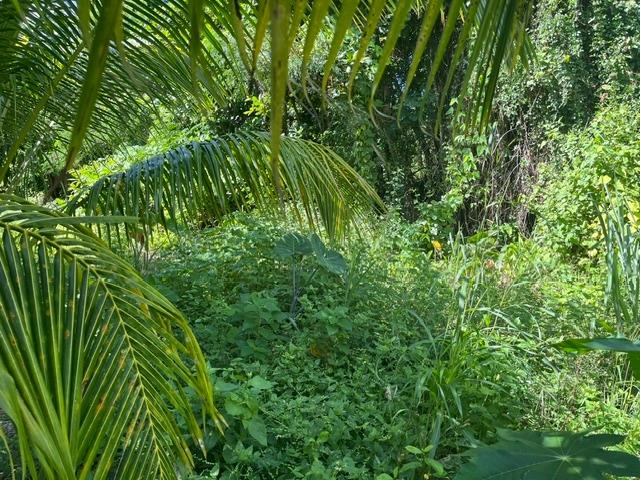 Overgrown tropical lot shaded by arching palm fronds and dense greenery.