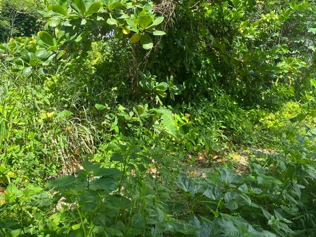 Overgrown tropical lot with dense foliage and a narrow dirt path.