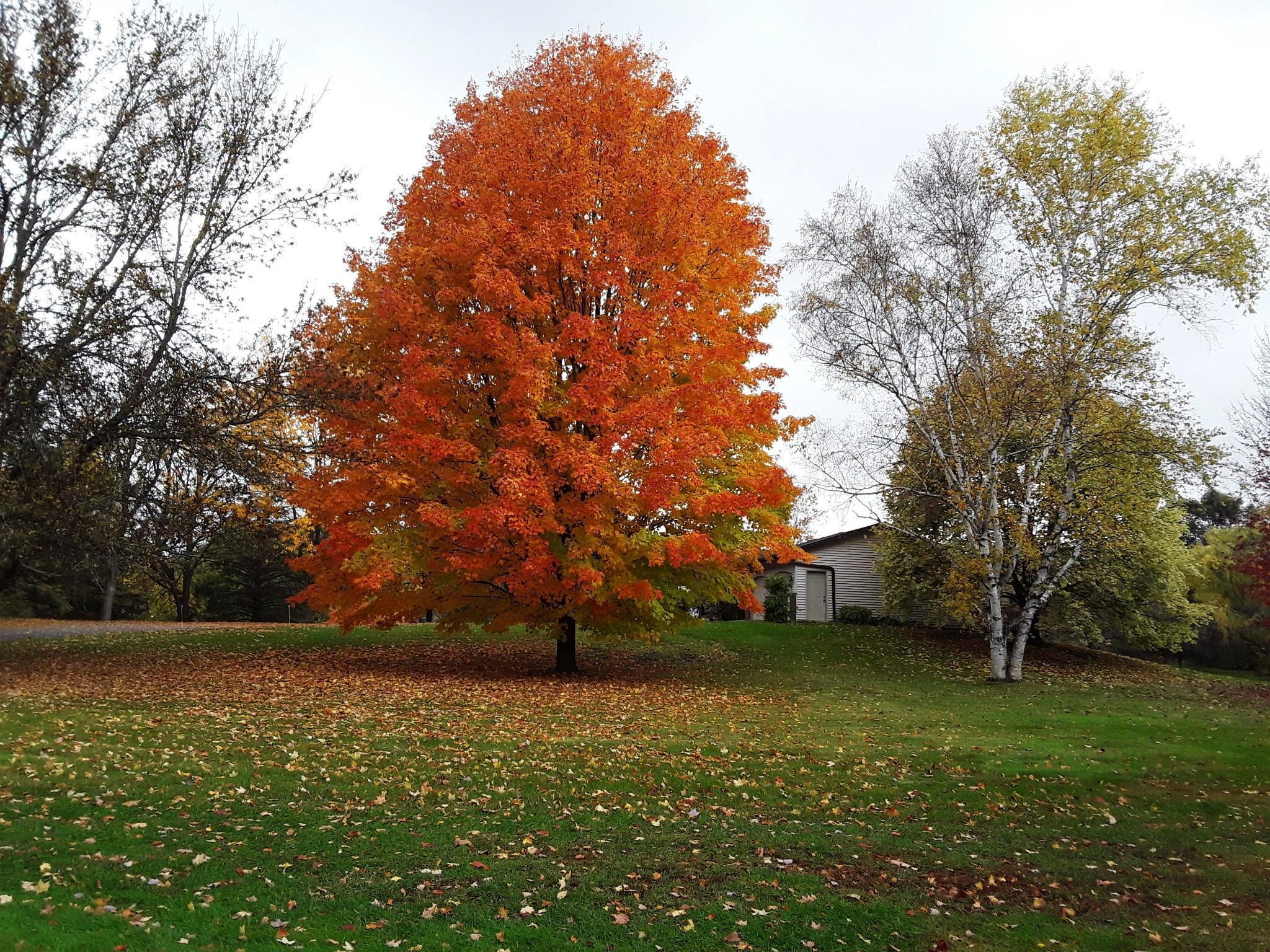 7331 175th Avenue NW