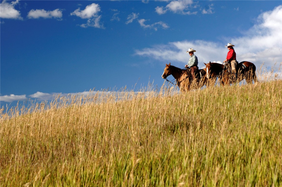 27150 Cowboy Up ROAD