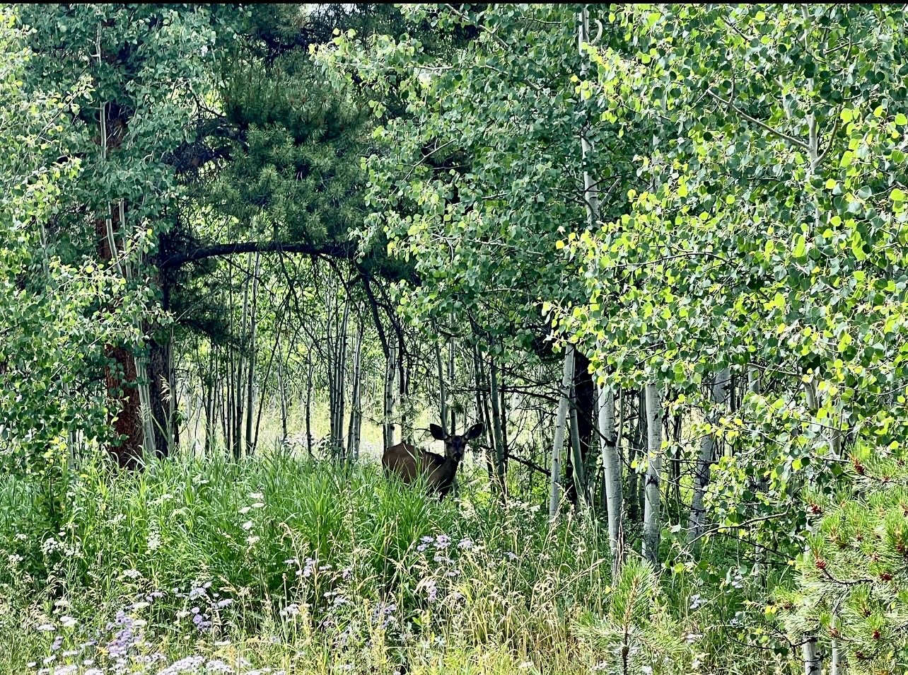 TBD Silver Fox Trail