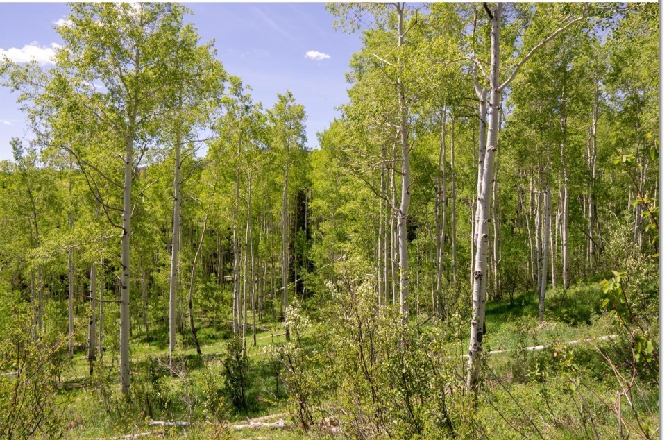 TBD Silver Fox Trail