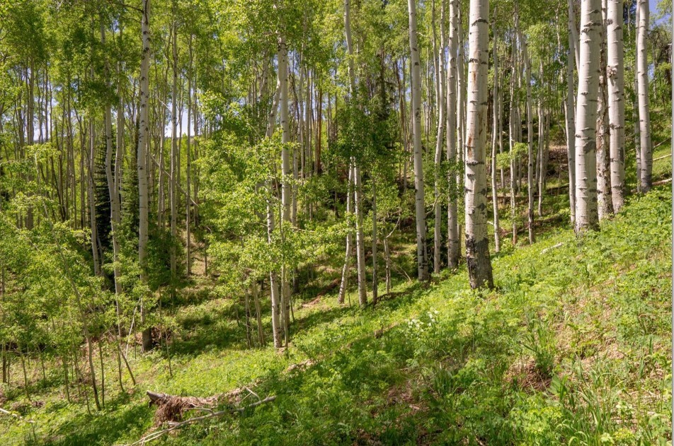 TBD Silver Fox Trail