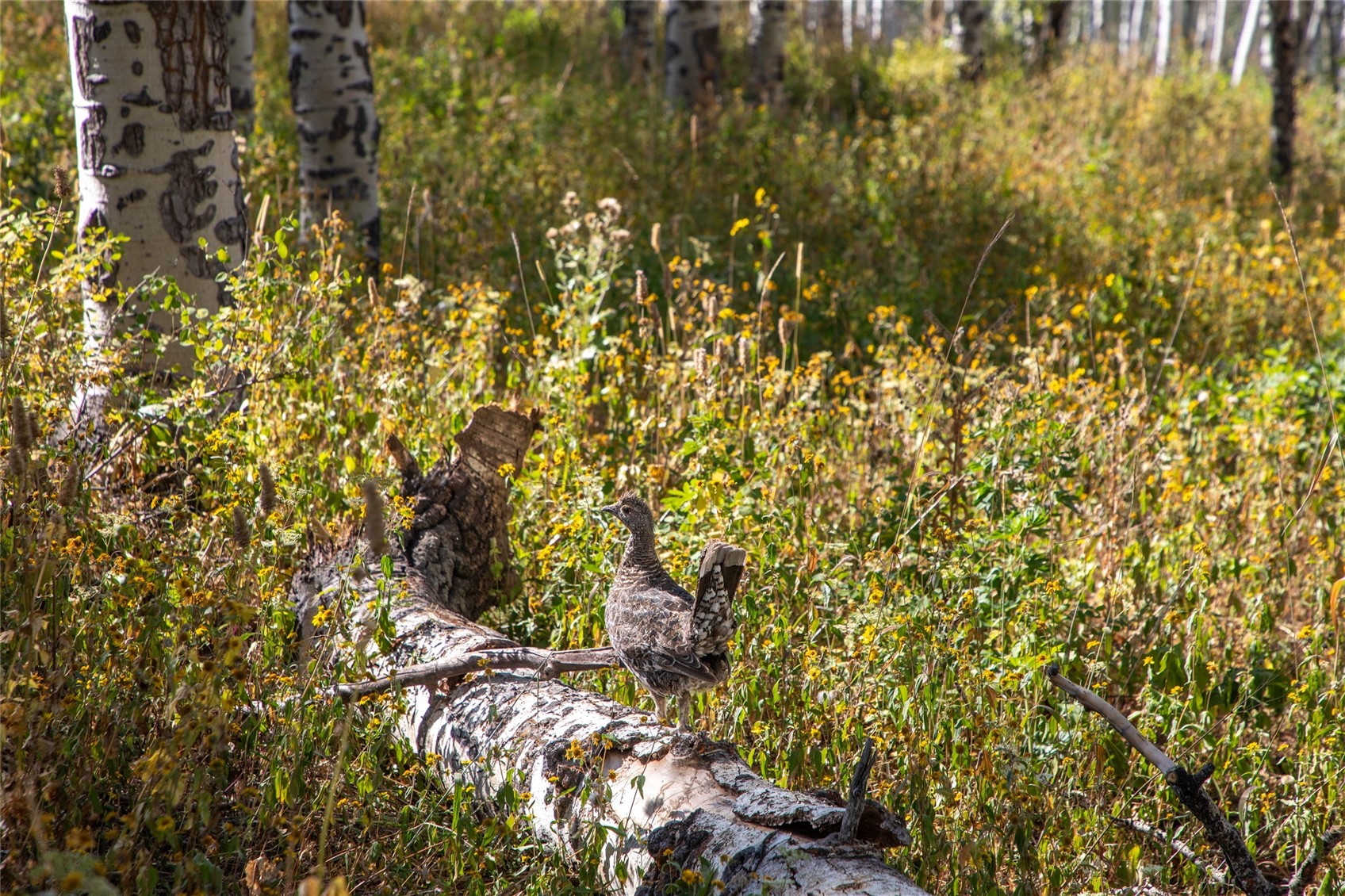 50166 County Road 80