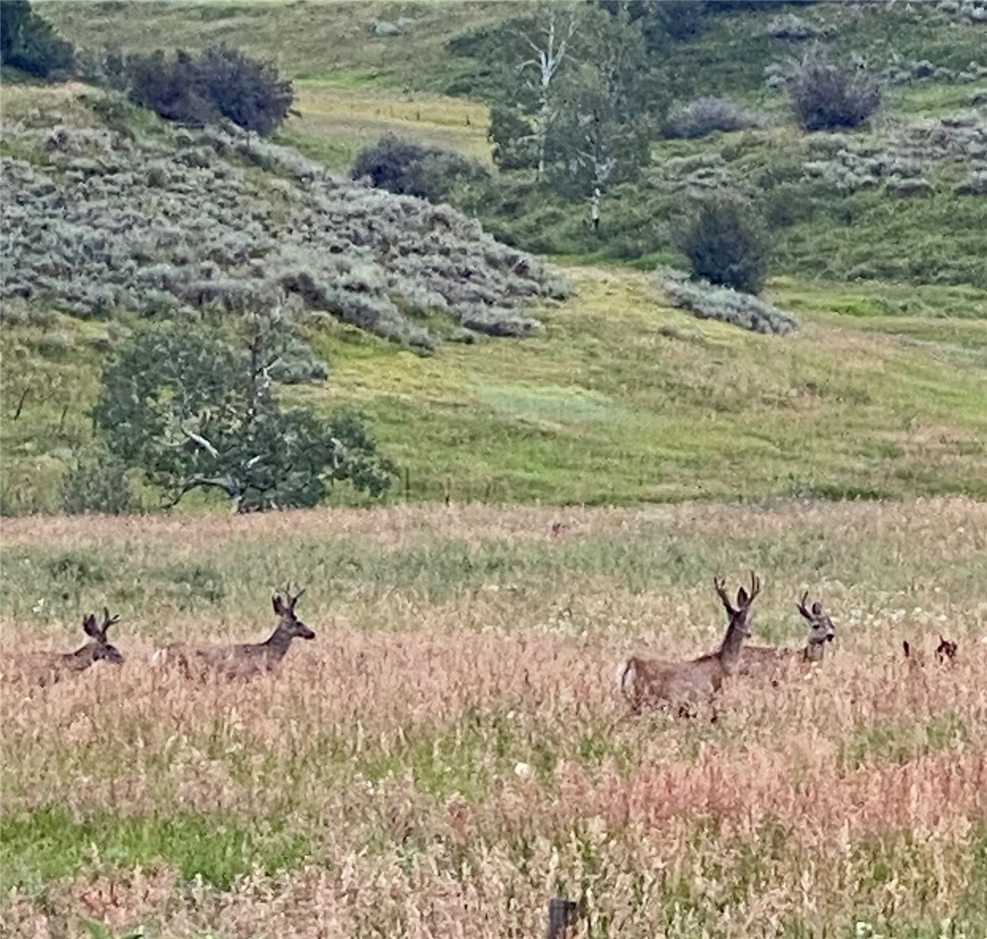 OOO ANTLERS TRAIL