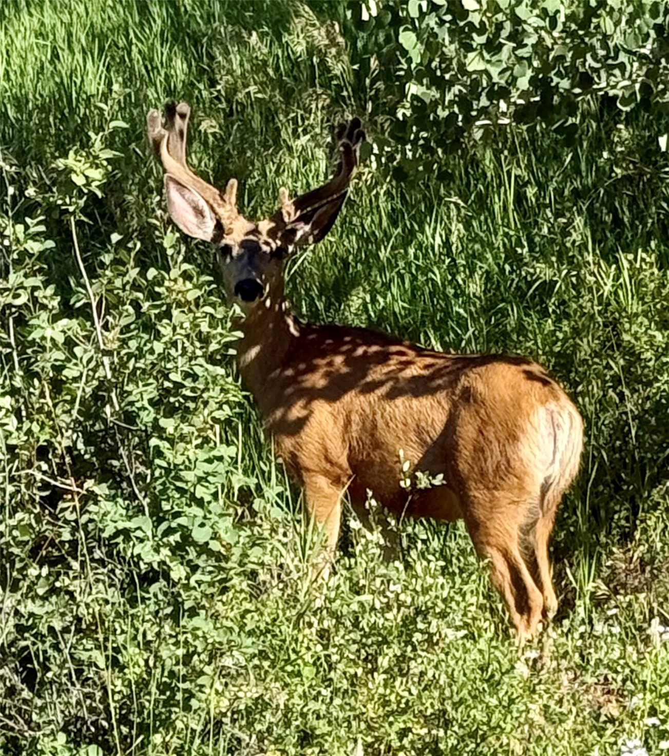 OOO ANTLERS TRAIL