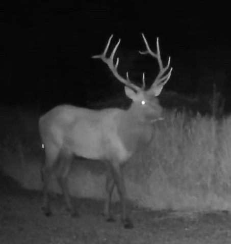 OOO ANTLERS TRAIL