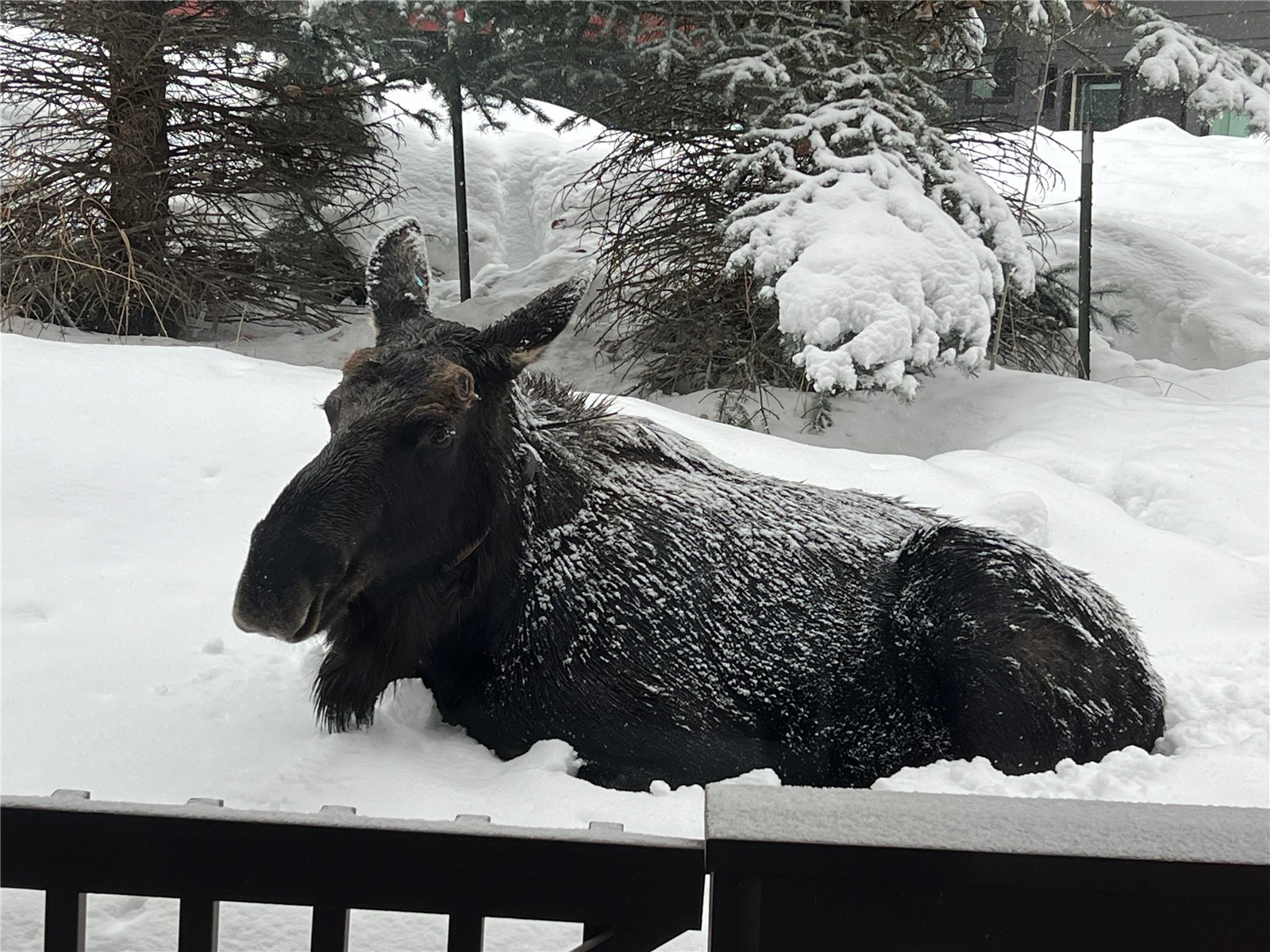 1462 Clubhouse DRIVE