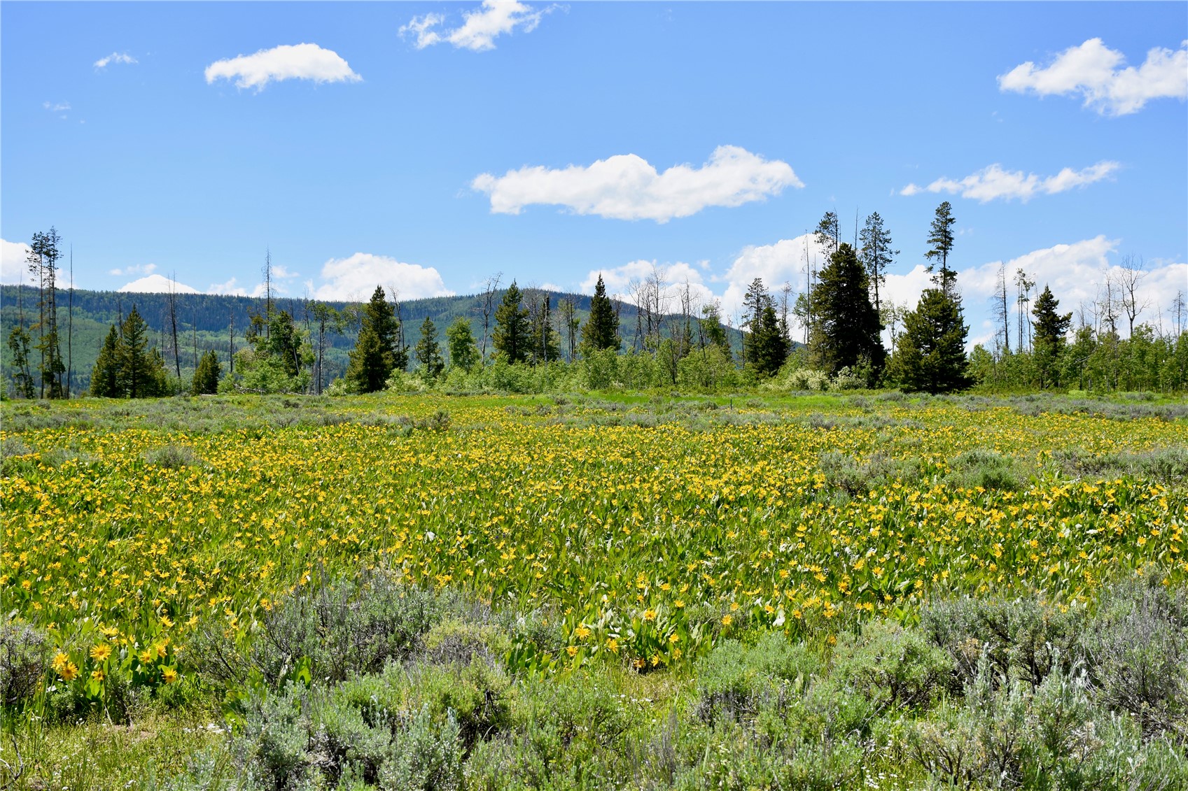 195 Halter TRAIL