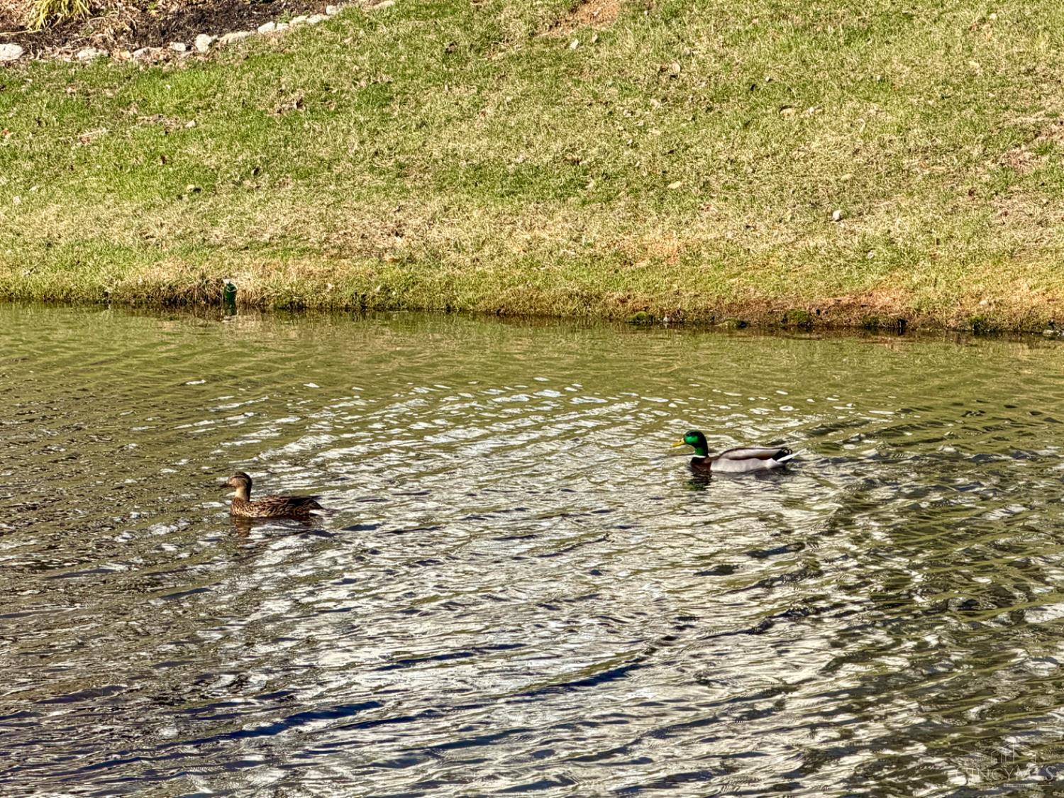 9917 Shorewood Lane 5-B