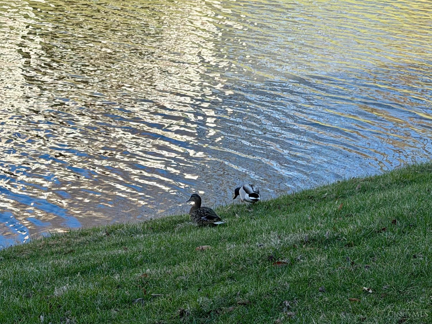 9917 Shorewood Lane 5-B