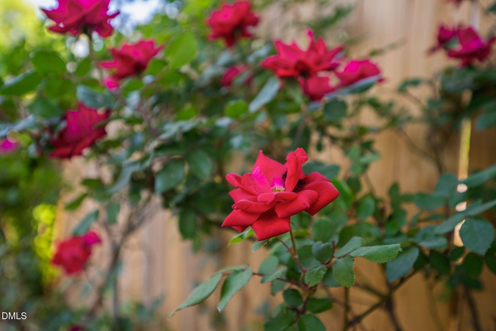 920 Laura Duncan Road