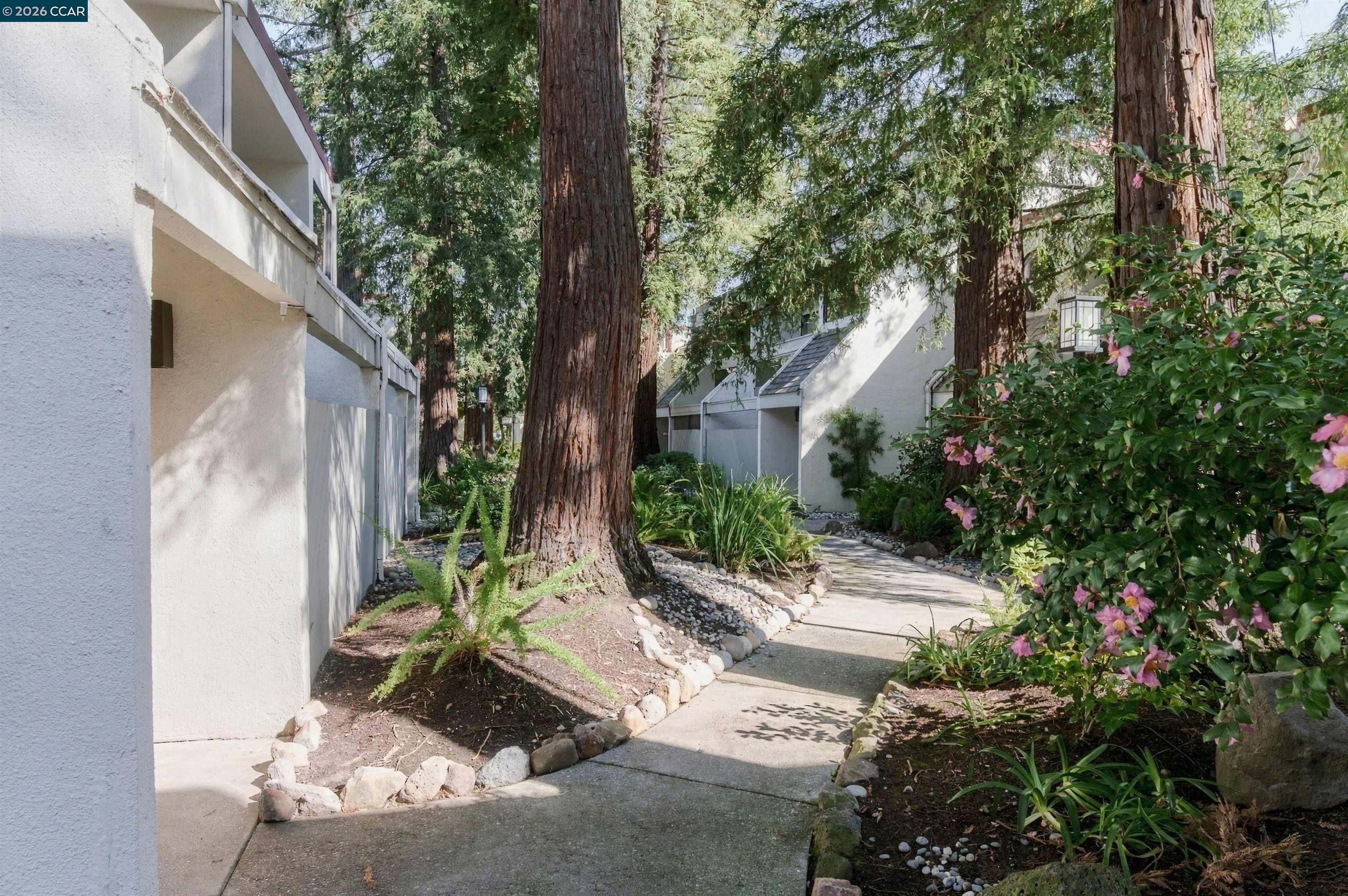 Residential walkway bordered by towering redwoods, river rocks, and pink flowering shrubs.