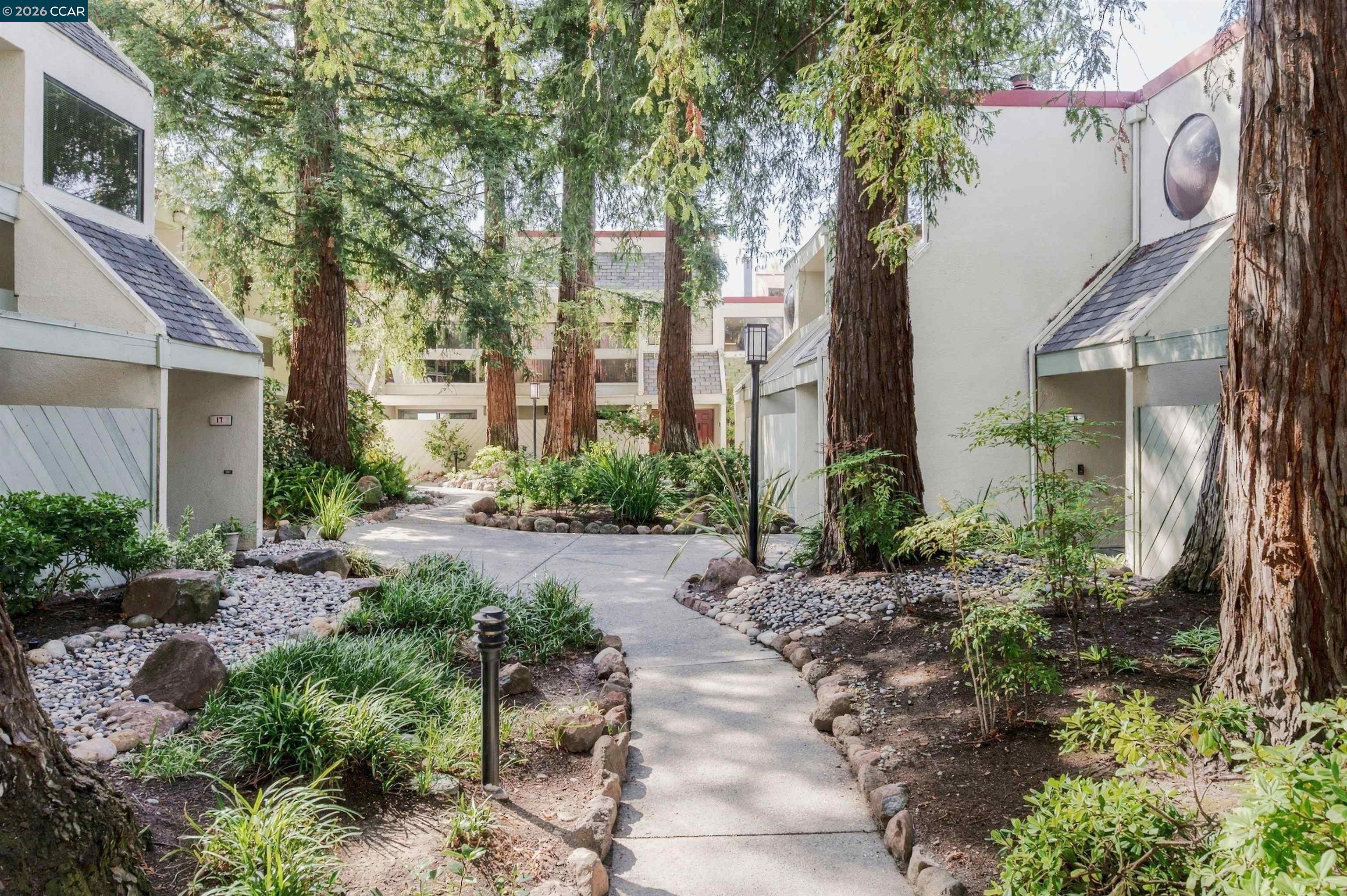 Landscaped residential courtyard with a winding walkway beneath tall redwood trees.