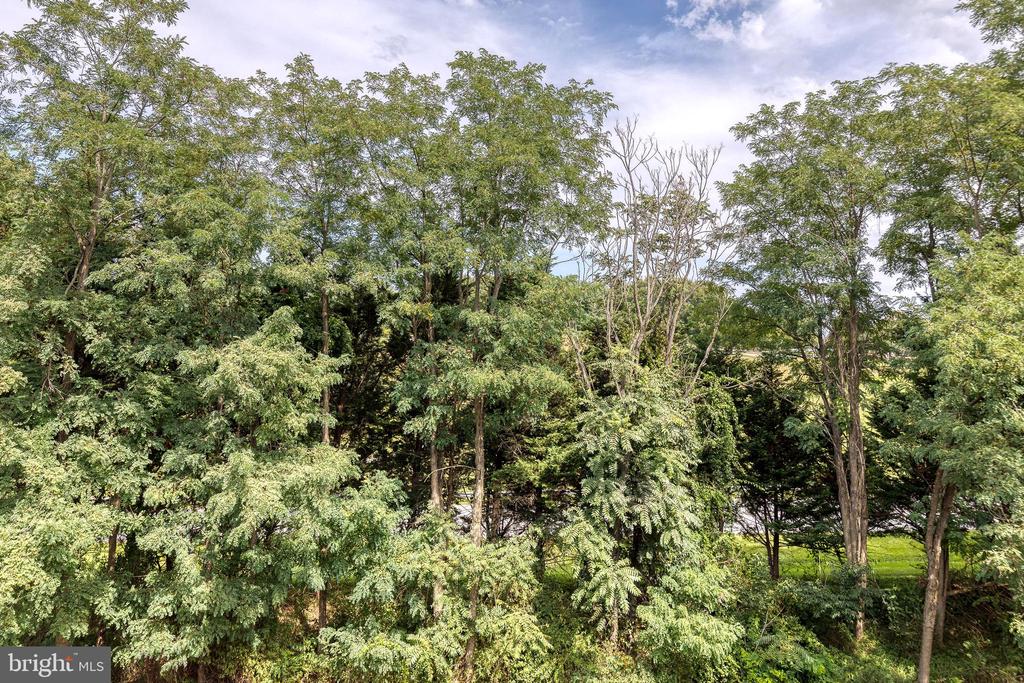 Dense green trees and undergrowth beneath a partly cloudy sky, with a small patch of lawn.