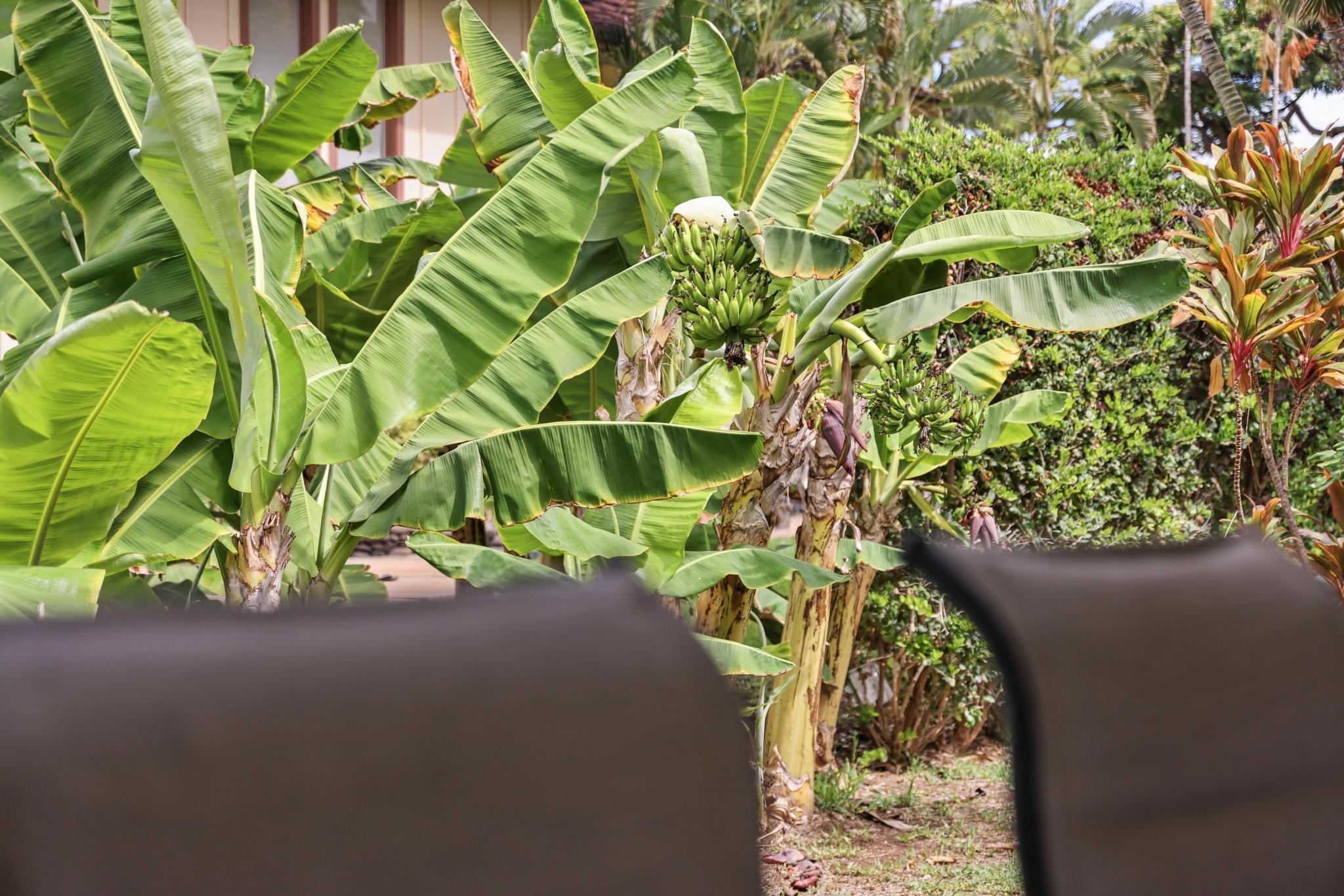 153 Pualei Dr Unit: 153-6
