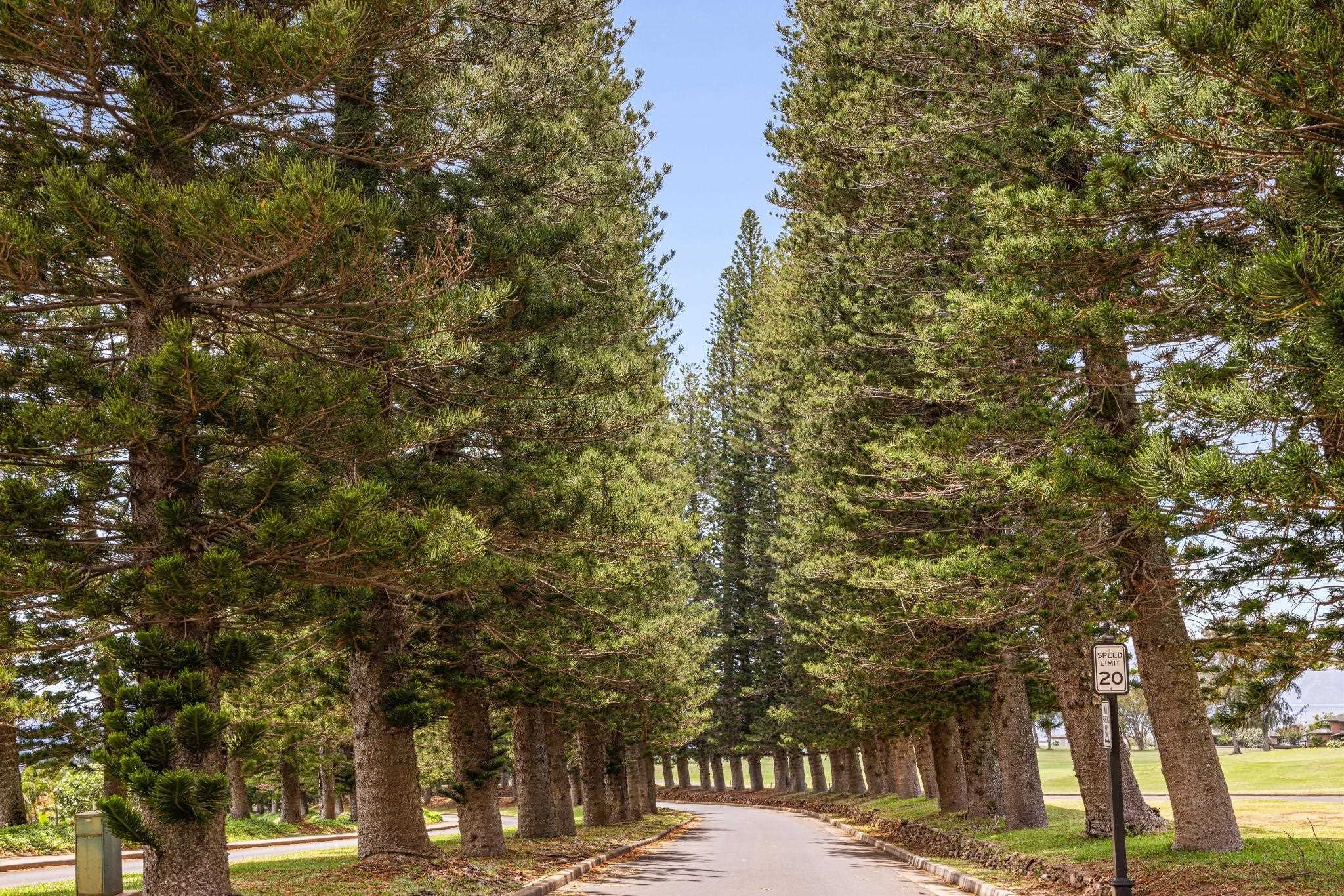 500 Kapalua Dr Unit: 11P3-4