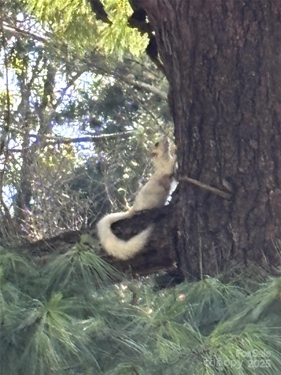 184 Majestic Ridge Road