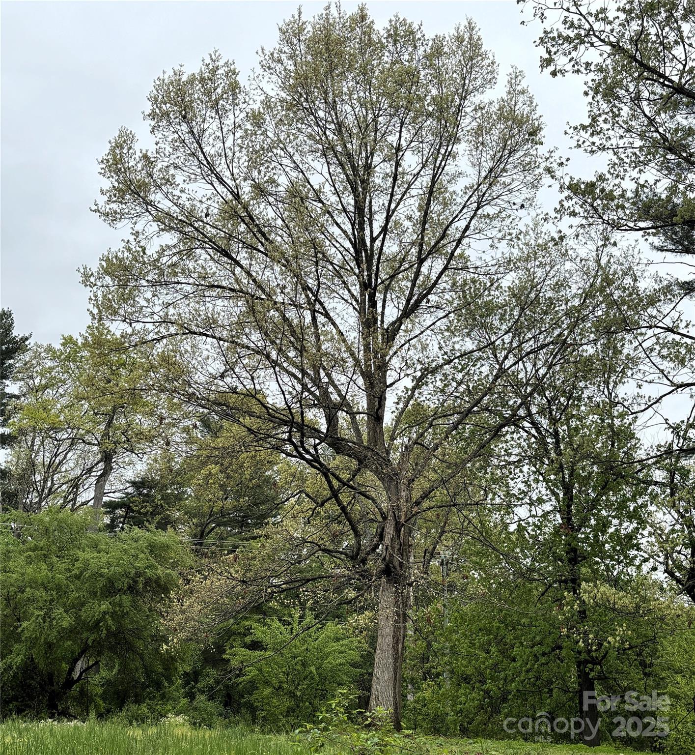 184 Majestic Ridge Road